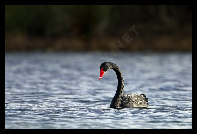 Cygne noir