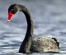 Black Swan