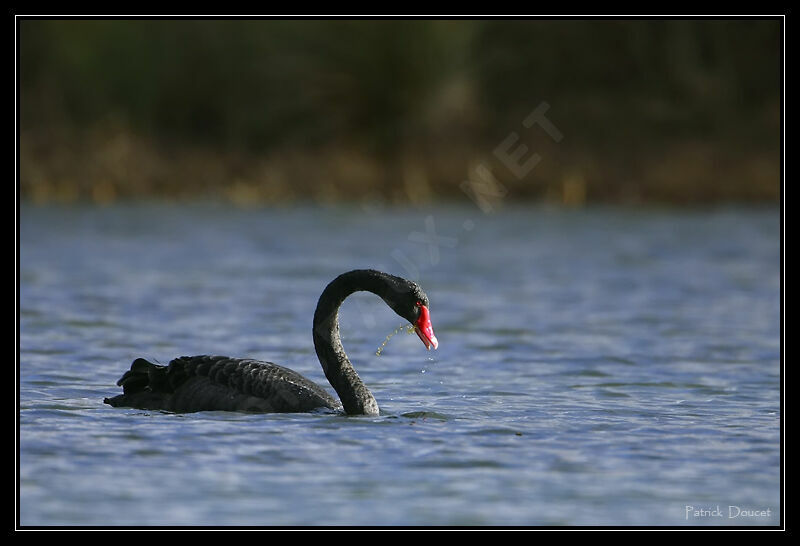 Black Swan