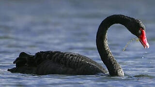 Black Swan