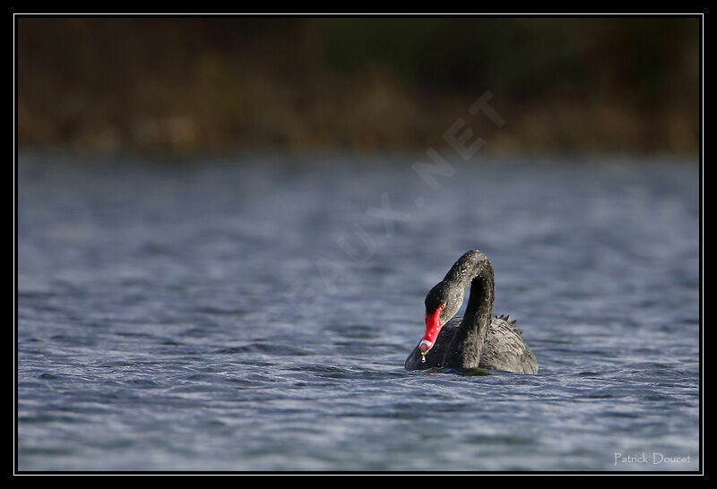 Cygne noir