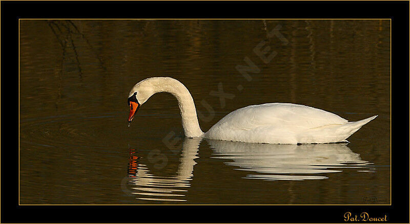 Mute Swan