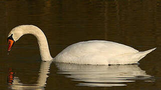 Cygne tuberculé