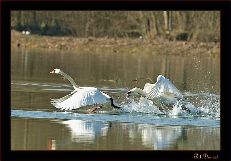 Mute Swan