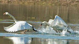 Cygne tuberculé