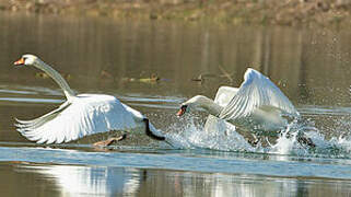 Mute Swan