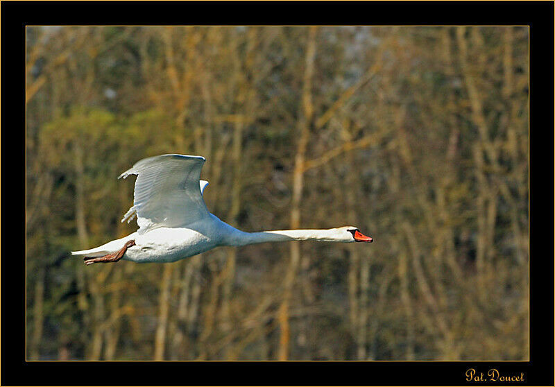 Mute Swan