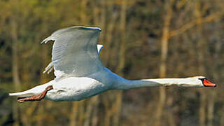 Cygne tuberculé