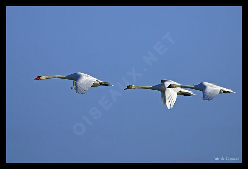 Mute Swan