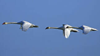 Cygne tuberculé