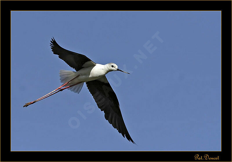 Échasse blanche