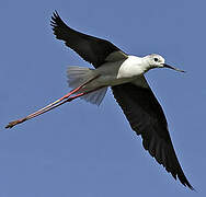 Black-winged Stilt