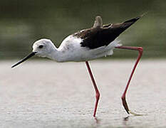 Black-winged Stilt