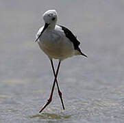 Black-winged Stilt