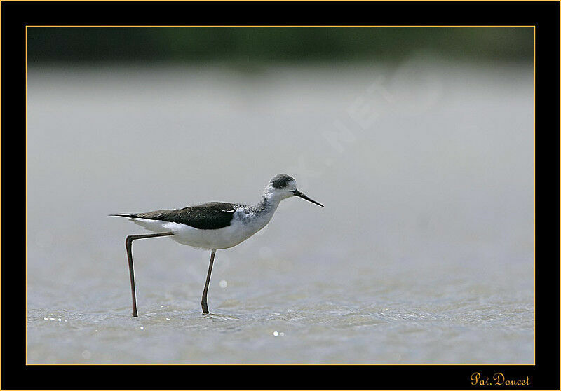 Black-winged Stilt