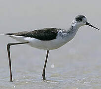 Black-winged Stilt