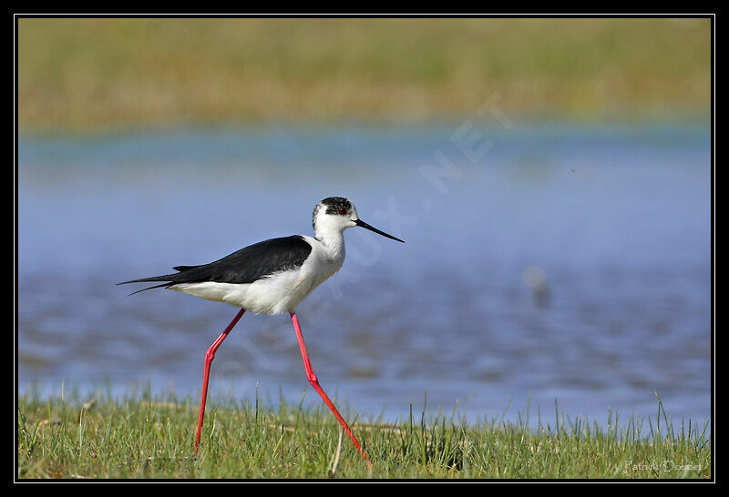 Black-winged Stilt