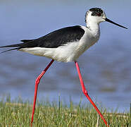 Black-winged Stilt