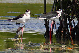 Black-necked Stilt