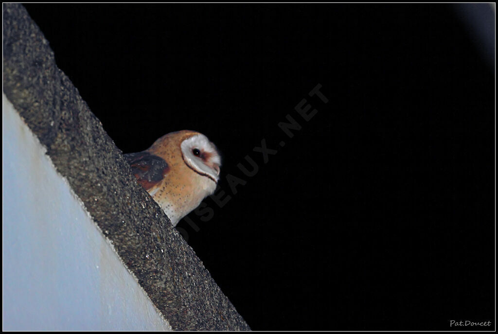 Western Barn Owl