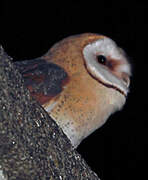 Western Barn Owl