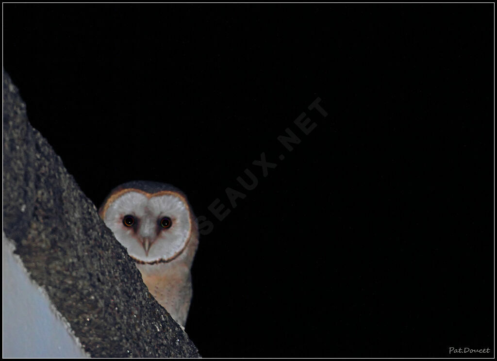 Western Barn Owl