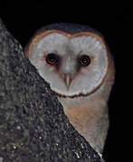 Western Barn Owl