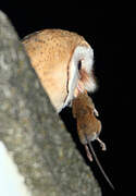 Western Barn Owl