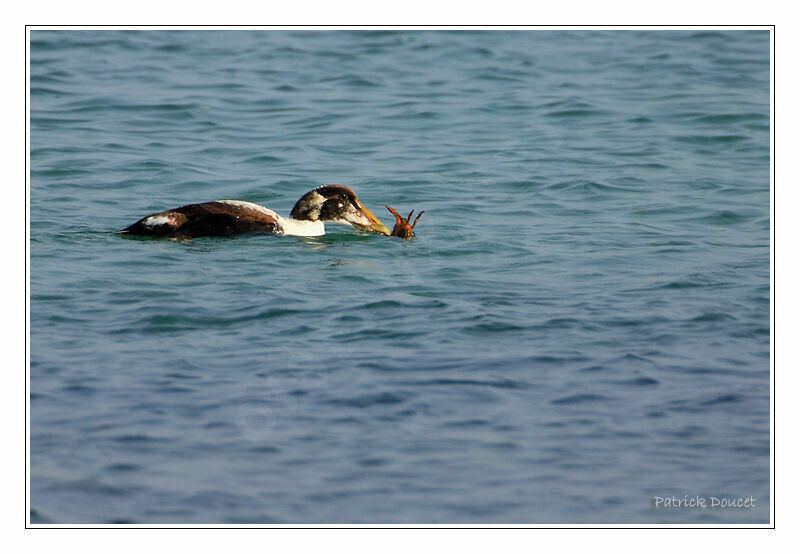 Eider à duvet