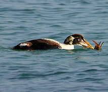 Common Eider