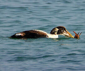 Eider à duvet