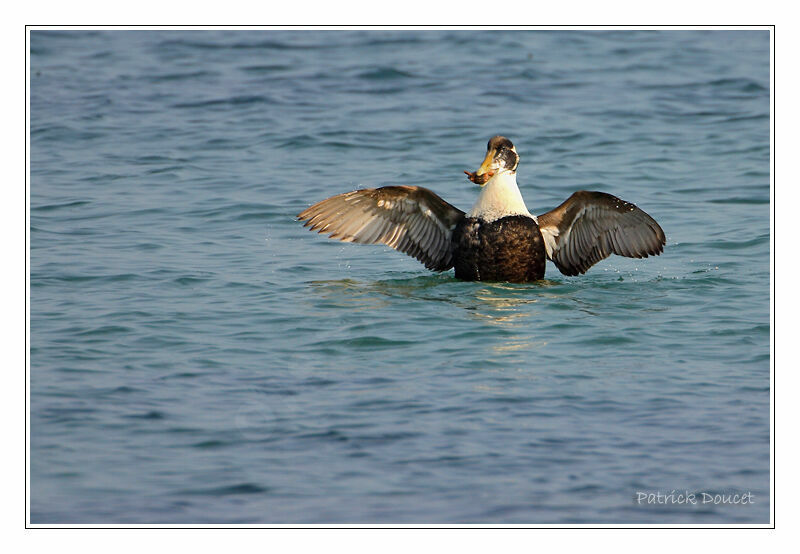 Common Eider