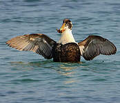 Eider à duvet