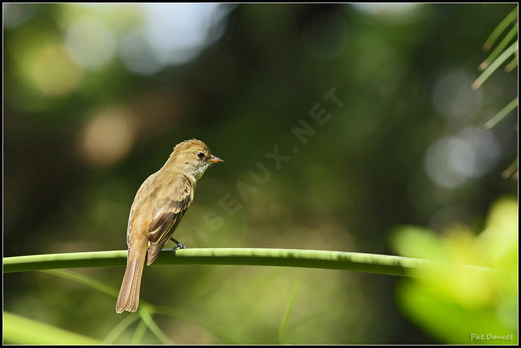 Caribbean Elaenia