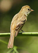 Caribbean Elaenia