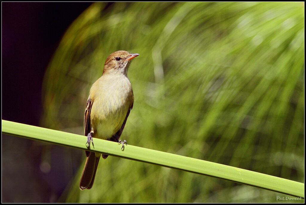 Caribbean Elaenia