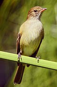 Caribbean Elaenia