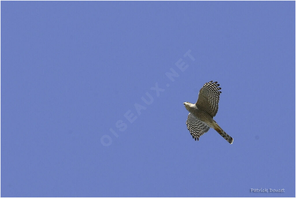 Eurasian Sparrowhawk