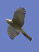 Eurasian Sparrowhawk