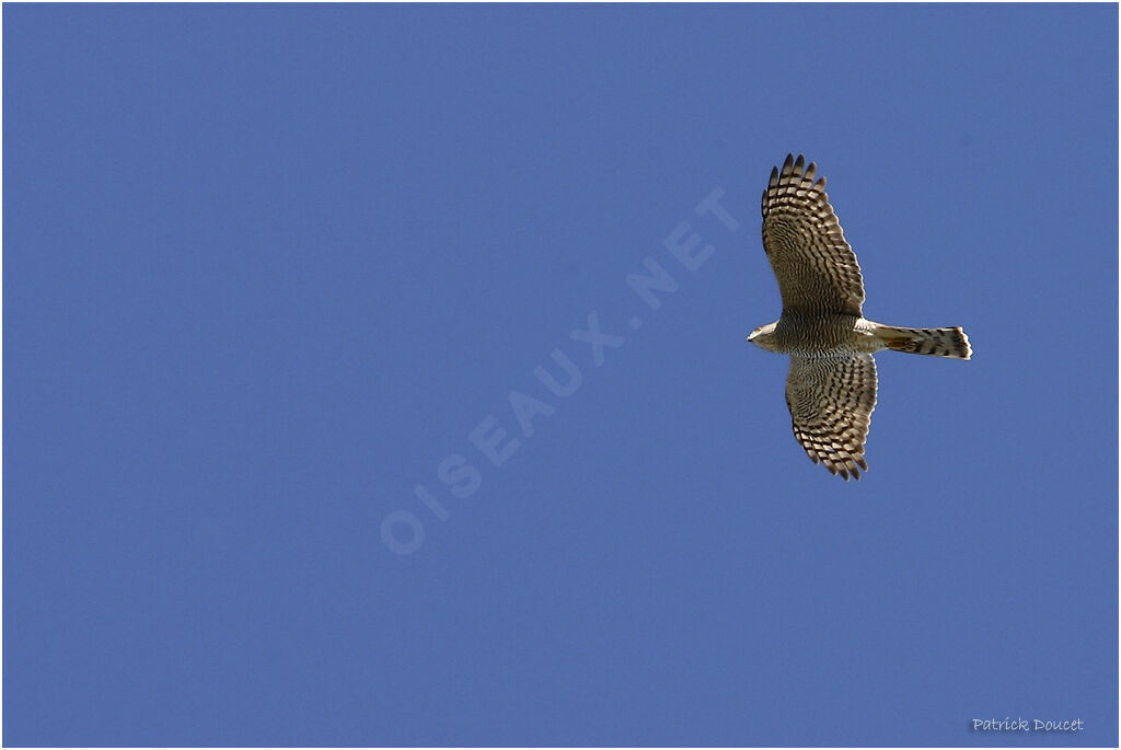 Eurasian Sparrowhawk