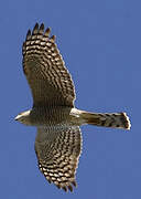 Eurasian Sparrowhawk