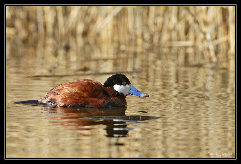 Ruddy Duck