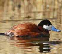 Ruddy Duck