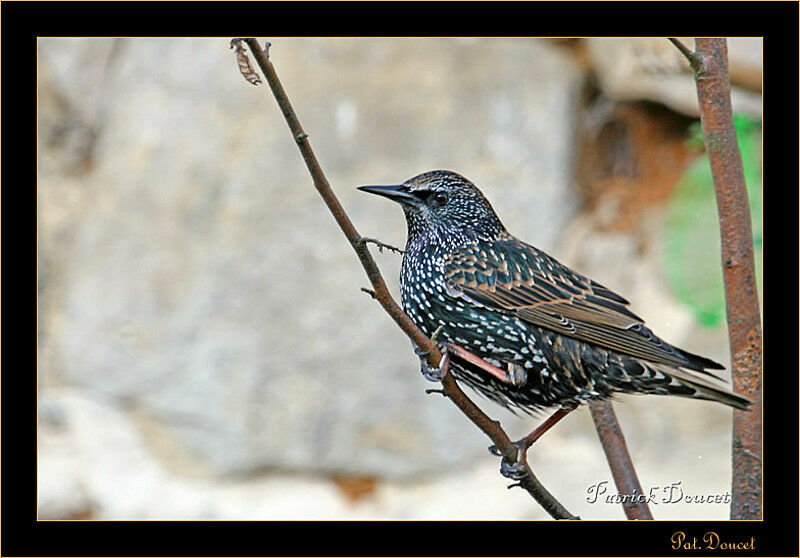 Common Starling