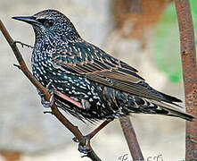 Common Starling