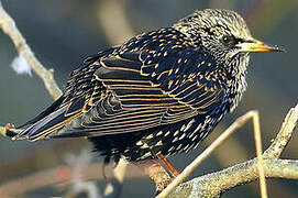 Common Starling