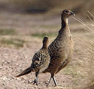 Common Pheasant