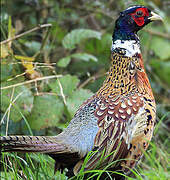 Common Pheasant