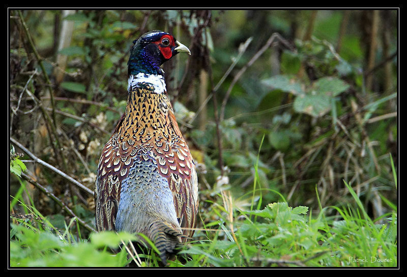 Common Pheasant