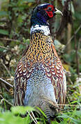 Common Pheasant